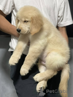 Foto №2 zu Ankündigung № 165302 zu verkaufen golden retriever - einkaufen Frankreich züchter