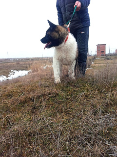 Foto №1. amerikanischer akita - zum Verkauf in der Stadt Wolgodonsk | 845€ | Ankündigung № 5458