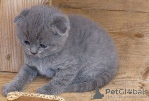 Foto №3. Registrierte männliche und weibliche Scottish Fold-Kätzchen zur Vermittlung. Finnland