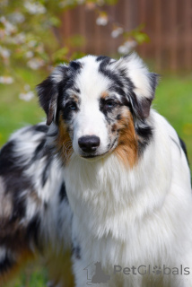 Foto №3. Australischer Hirtenwelpe. Weißrussland