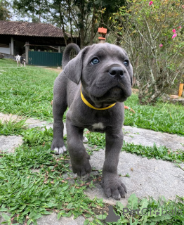 Foto №3. Treffen Sie Apollo, stark, edel und unendlich treu.. Deutschland