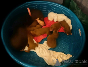 Foto №1. dobermann - zum Verkauf in der Stadt Aarhus | 750€ | Ankündigung № 173505
