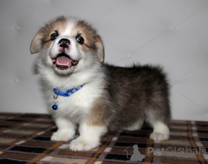 Foto №2 zu Ankündigung № 135453 zu verkaufen welsh corgi - einkaufen Russische Föderation vom kindergarten, züchter