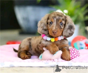 Foto №1. dackel - zum Verkauf in der Stadt Berlin | 550€ | Ankündigung № 164807