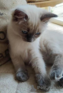 Foto №1. ragdoll-katze - zum Verkauf in der Stadt Engelberg | 150€ | Ankündigung № 96586