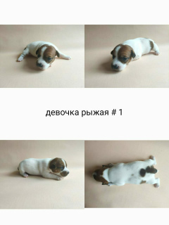 Foto №1. jack russell terrier - zum Verkauf in der Stadt Москва | 517€ | Ankündigung № 6831