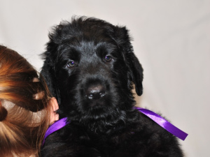 Foto №2 zu Ankündigung № 2017 zu verkaufen russischer schwarzer terrier - einkaufen Russische Föderation vom kindergarten, züchter