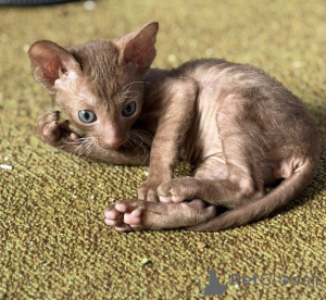 Foto №1. cornish rex - zum Verkauf in der Stadt Barsena de Sisero | verhandelt | Ankündigung № 173254