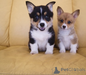 Foto №1. welsh corgi - zum Verkauf in der Stadt Nördlingen | verhandelt | Ankündigung № 168843