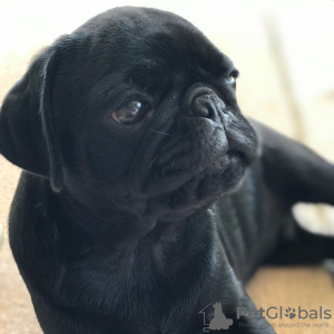 Foto №2 zu Ankündigung № 78810 zu verkaufen mops - einkaufen Ungarn quotient 	ankündigung