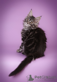 Foto №2 zu Ankündigung № 133692 zu verkaufen maine-coon-katze - einkaufen Lettland züchter