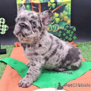 Foto №4. Ich werde verkaufen französische bulldogge in der Stadt München. quotient 	ankündigung - preis - verhandelt