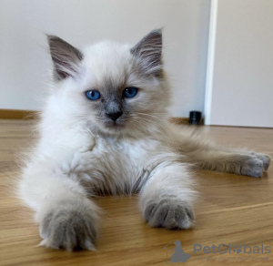 Foto №2 zu Ankündigung № 101799 zu verkaufen ragdoll-katze - einkaufen Deutschland quotient 	ankündigung