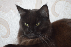 Foto №3. Maine Coon Katzen 2 Monate.. Russische Föderation