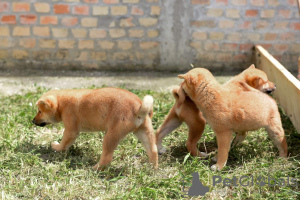 Foto №4. Ich werde verkaufen shiba in der Stadt Bačka Topola. quotient 	ankündigung - preis - verhandelt