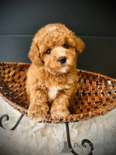 Foto №2 zu Ankündigung № 126864 zu verkaufen  - einkaufen Portugal 