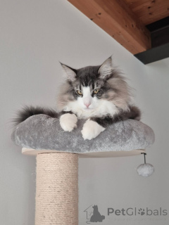 Foto №1. norwegische waldkatze - zum Verkauf in der Stadt Alavus | 700€ | Ankündigung № 169106