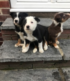 Foto №1. border collie - zum Verkauf in der Stadt Bremen | Frei | Ankündigung № 126348