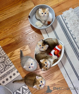 Foto №1. munchkin - zum Verkauf in der Stadt Leipzig | 350€ | Ankündigung № 166475