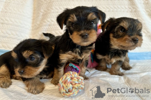 Foto №1. yorkshire terrier - zum Verkauf in der Stadt New York | 284€ | Ankündigung № 112307