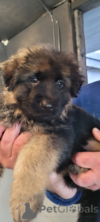 Foto №1. deutscher schäferhund - zum Verkauf in der Stadt Kalifornien | 484€ | Ankündigung № 159369