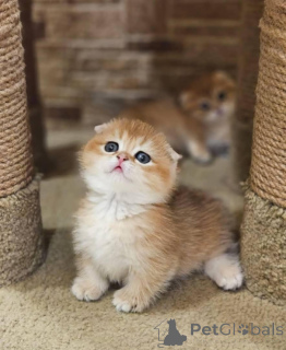 Foto №2 zu Ankündigung № 138361 zu verkaufen munchkin - einkaufen USA quotient 	ankündigung