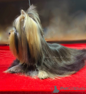 Foto №3. Yorkshire Terrier/Minimädchen/Welpe. Moldawien