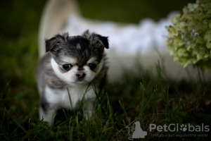 Foto №2 zu Ankündigung № 117007 zu verkaufen chihuahua - einkaufen Polen quotient 	ankündigung, züchter