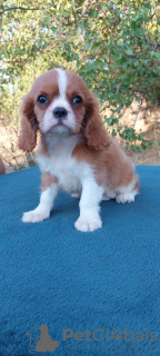 Foto №1. cavalier king charles spaniel - zum Verkauf in der Stadt Kiew | 757€ | Ankündigung № 114056