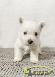 Foto №2 zu Ankündigung № 92130 zu verkaufen west highland white terrier - einkaufen Moldawien vom kindergarten