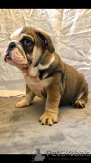 Foto №3. Schöne englische Bulldoggenwelpen stehen jetzt zum Verkauf. Deutschland