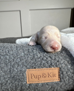 Foto №1. dackel - zum Verkauf in der Stadt Tartu | 339€ | Ankündigung № 161333