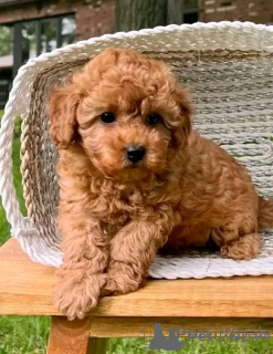 Foto №2 zu Ankündigung № 157887 zu verkaufen pudel (toy) - einkaufen Slowakei 