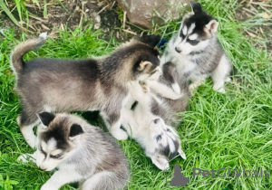 Foto №2 zu Ankündigung № 62774 zu verkaufen siberian husky - einkaufen Norwegen quotient 	ankündigung