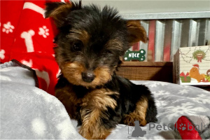 Foto №1. mischlingshund - zum Verkauf in der Stadt Arrondissement de Berchtesgaden-Campagne | verhandelt | Ankündigung № 155845