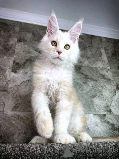 Foto №2 zu Ankündigung № 132071 zu verkaufen  - einkaufen Belgien züchter