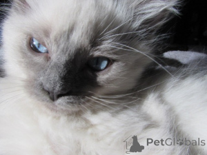 Foto №4. Ich werde verkaufen ragdoll-katze in der Stadt Charleston. züchter - preis - 581€