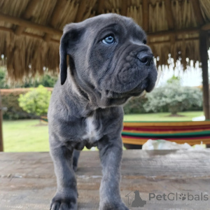 Foto №3. Verspielte Cane Corso-Welpen sind bereit, Ihr Zuhause mit Freude zu erfüllen. Polen