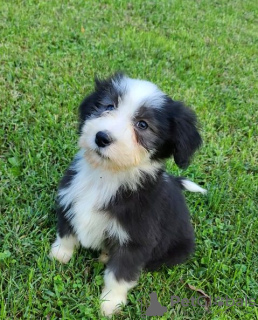 Foto №1. bearded collie - zum Verkauf in der Stadt Berlin | Frei | Ankündigung № 95191