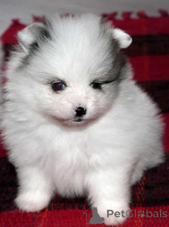 Foto №1. pommersche spitz - zum Verkauf in der Stadt Rapperswil-Jona | Frei | Ankündigung № 140242