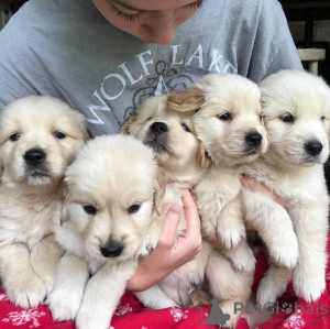 Foto №3. Gesunde, süße Golden Retriever-Welpen stehen jetzt zum Verkauf. Deutschland