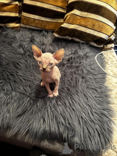 Foto №1. sphynx-katze - zum Verkauf in der Stadt Monheim | 350€ | Ankündigung № 148381
