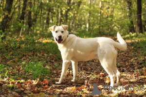 Foto №1. mischlingshund - zum Verkauf in der Stadt Москва | Frei | Ankündigung № 79306