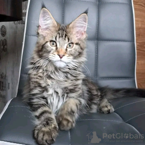 Foto №1. maine-coon-katze - zum Verkauf in der Stadt Atlanta | 400€ | Ankündigung № 118120