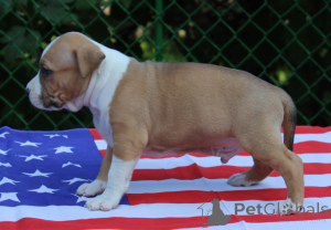 Foto №2 zu Ankündigung № 150144 zu verkaufen amerikanischer gampr - einkaufen Armenien quotient 	ankündigung