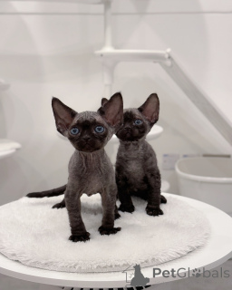 Foto №1. devon rex - zum Verkauf in der Stadt Amsterdam | verhandelt | Ankündigung № 161182