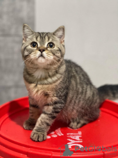 Foto №4. Ich werde verkaufen britisch langhaar in der Stadt Mora. quotient 	ankündigung - preis - 350€