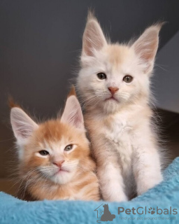 Foto №1. maine-coon-katze - zum Verkauf in der Stadt Bremen | 324€ | Ankündigung № 124023