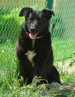 Foto №4. Ich werde verkaufen mischlingshund in der Stadt St. Petersburg. quotient 	ankündigung - preis - Frei