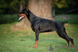 Zusätzliche Fotos: Dobermann-Welpen zu verkaufen